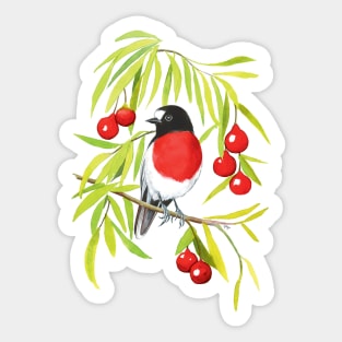 Scarlet Robin on Quandong tree Sticker